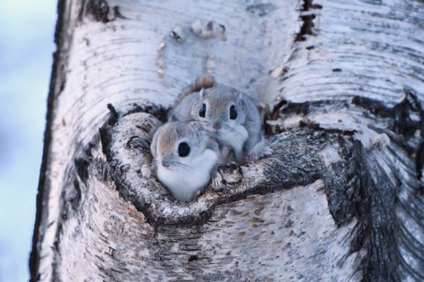 istock Two Siberian Flying Squirrels sticking its head out of a tree hole 1465577829
