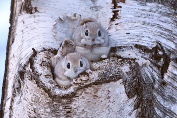 istock Three Siberian Flying Squirrels sticking its head out of a tree hole 1465577835