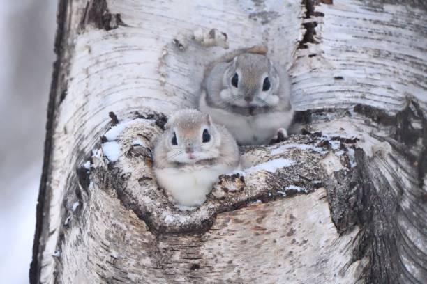 istock Two Siberian Flying Squirrels sticking its head out of a tree hole 1465578082