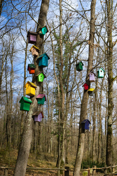 istock Colorful Birds' Nest in Forest 1465578903