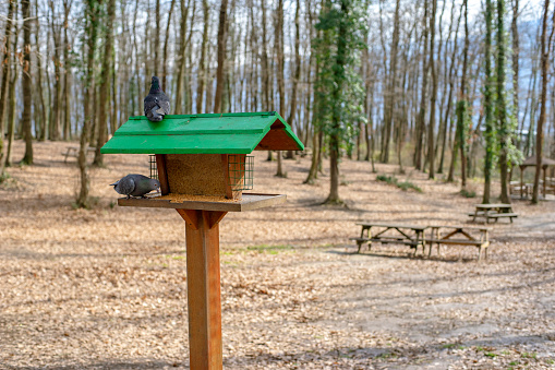 View of bird feeding station in forest.