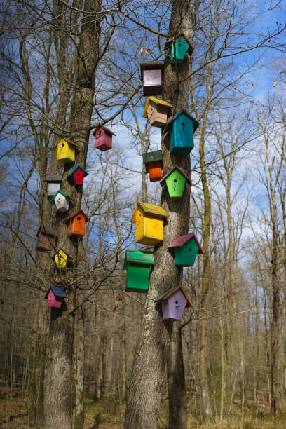 Birdhouse in public park, outdoors, nature, environment