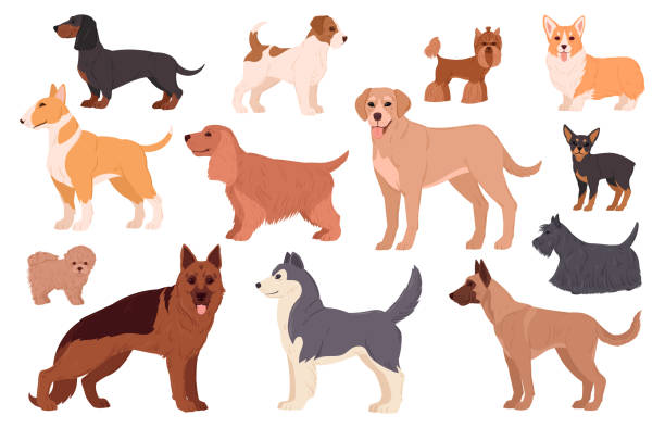 illustrations, cliparts, dessins animés et icônes de races de chiens de dessins animés. labrador, husky, samoyède, corgi et teckel chiot pedigree, animaux domestiques mignons heureux ensemble d’illustration vectorielle plate. personnages de chiens de race pure - belgian sheepdog