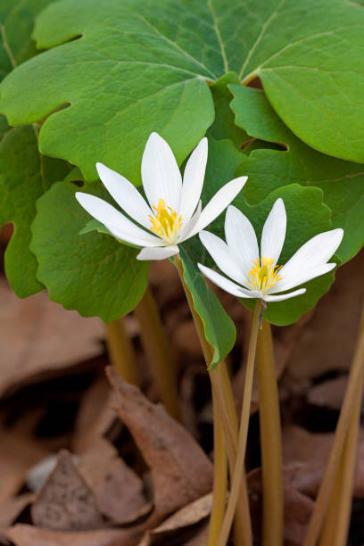 잎사귀에 두 개의 피 뿌리 꽃이 핀다 - nature symmetry herbal medicine green 뉴스 사진 이미지