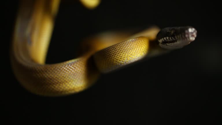 90+ Python Black Background Stock Videos and Royalty-Free Footage - iStock