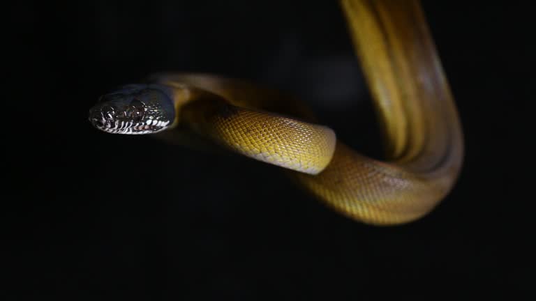 100+ Python Black Background Stock Videos and Royalty-Free Footage - iStock