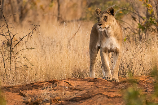 Lone lioness standing on a rock observing her surroundings