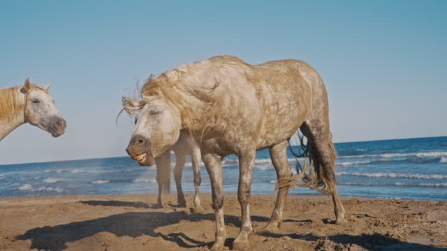 Dapple gray horse shaking off sand on sunny ocean beach