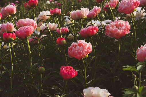 Beautiful fresh coral pink peony flowers in full bloom in the garden. Summer natural flowery background.