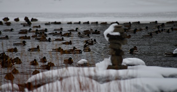 An Inukshuk infront of a Flock of ducks