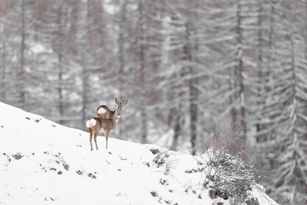 rehweibchen und -männchen in der wintersaison (capreolus capreolus) - forest deer stag male animal stock-fotos und bilder