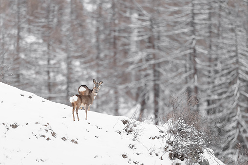 Roe deers (Capreolus capreolus) in winter.