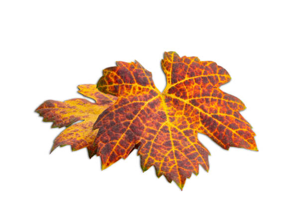 High angle view of colorful dry grape leaves isolated on white background with clipping path. Worker have to harvest the grapes when the leaves turned from green to red, orange and gold color.