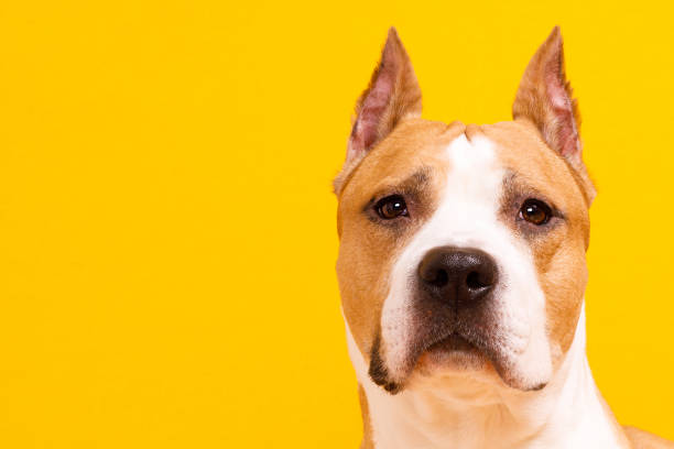 istock american staffordshire terrier on yellow background 1465587512