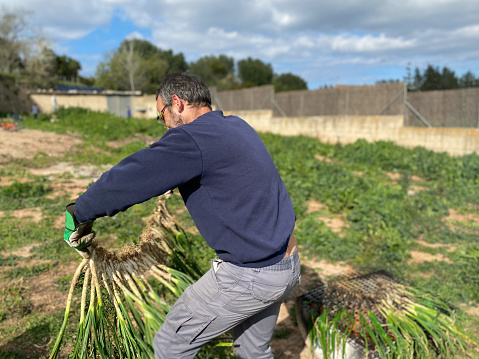 Calçots ( catalan name for a typical type of green onion or scallion) being grilled over a hot fire. Calçots are grilled until charred, wrapped in newspaper to steam, then consumed by peeling off the charred skin usually in events called ‘calçotades’ very popular among families and friends.