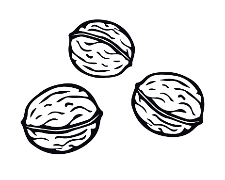 Walnut hand drawn in doodle style. Vector Illustration