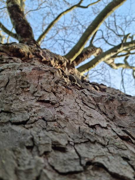 big trunk getting dry and becoming leafless in the winter