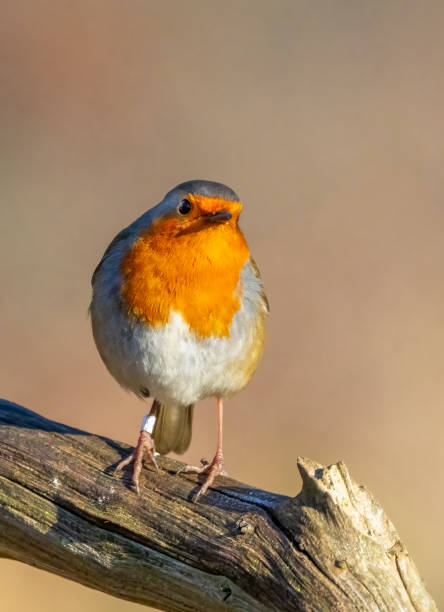 istock A robin on a log in Gosforth Nature Reserve 1465593760
