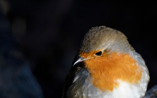 Inquisitive Robin (Erithacus rubecula) perched on a log in Winter.