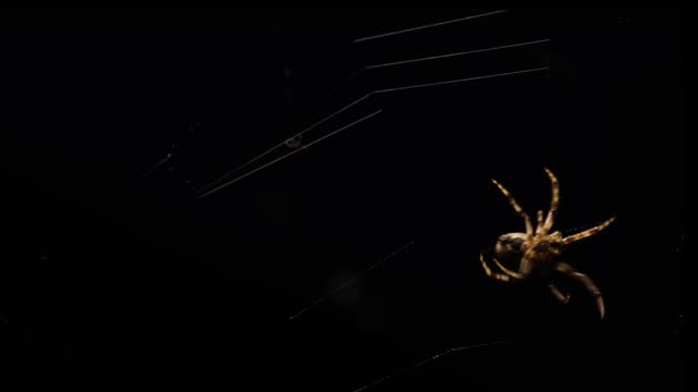 Super close-up of spider spinning its web at night