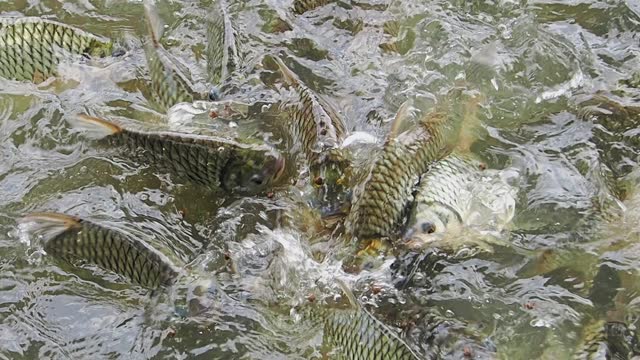 Thai Carp (Barbus gonionotus) Many fish swim to eat. in the park.
