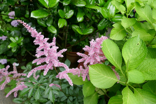 Pink Chinese astilbe in a Japanese garden.