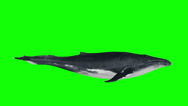 a whale swimming on a green background. 3d animation of a whale