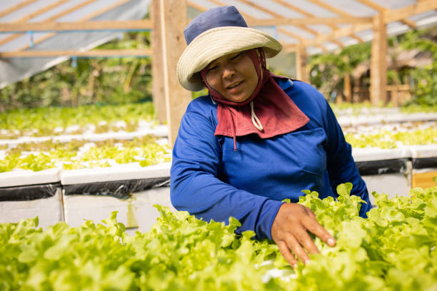 istock Asian woman nurturing lettuce on a farm 1465597904