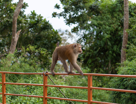 Adult monkey macaque walking on a fence on the monkey hill in Phuket, Thailand