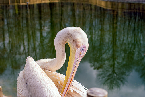 View of a pelican at lake-shore.