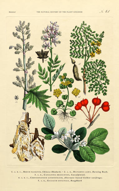 ilustraciones, imágenes clip art, dibujos animados e iconos de stock de historia del reino vegetal, ilustración botánica victoriana, lámina 41, circa 1853 - winged spindletree illustrations