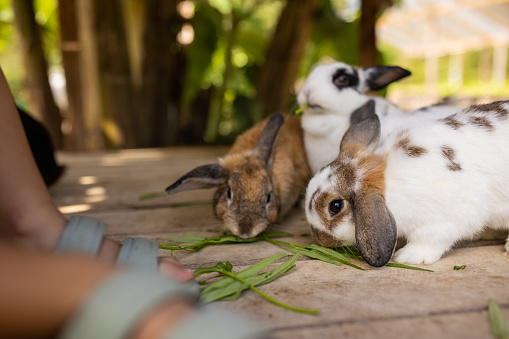 Group of cute little rabbits eating leaves on rabbit farm.