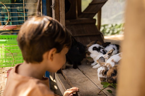 Little boy looking a group of cute little rabbits eat leaves on rabbit farm.