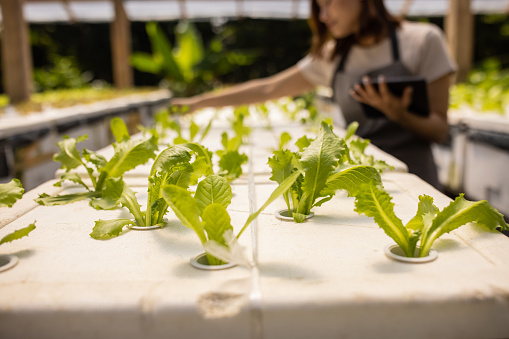 Asian women nurturing fresh lettuce plants on hydroponic farm in greenhouse.