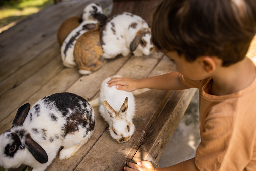 Little boy petting a cute little rabbit on rabbit farm.