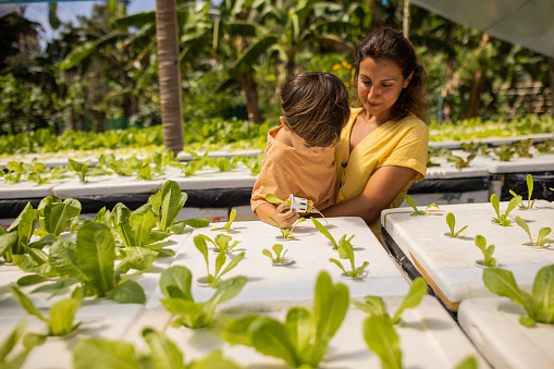 Mother showing her curious son lettuce growth, on hydroponics farm in greenhouse.