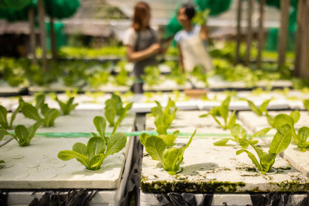 istock Women working on vegetable farm 1465605176