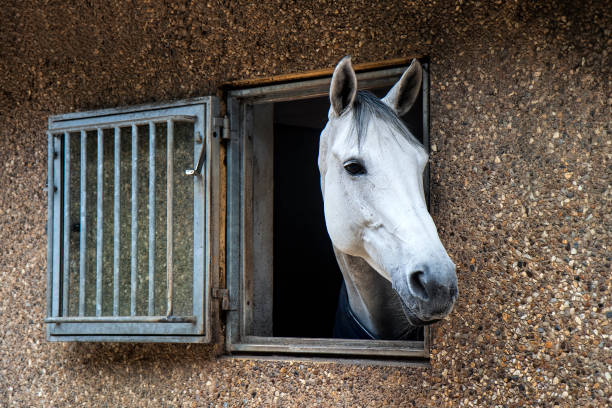 istock Horse Looking out of the Stable Window 1465606754