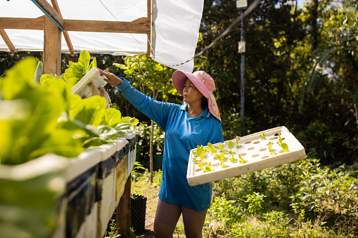 Asian woman nurturing fresh lettuce salad on farm in greenhouse.