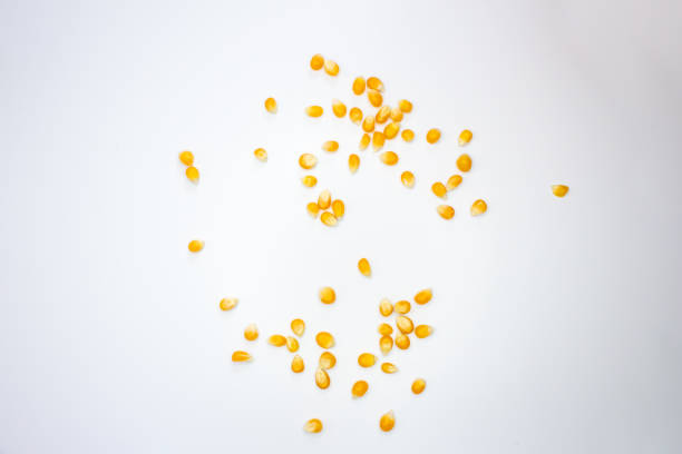 сушеные кукурузные ядра изолированы на белом фоне - corn kernel стоковые фото и изображения