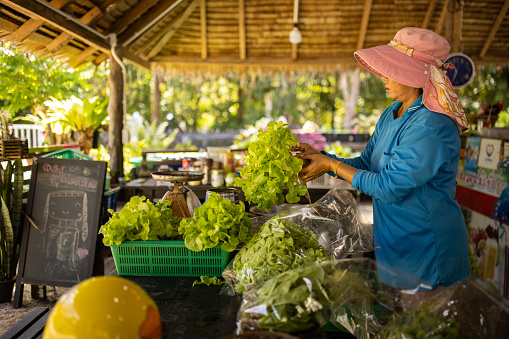 Asian woman packing fresh lettuce salad from farm in plastic bags..