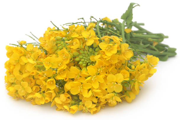 istock Closeup of mustard flowers 1465611539