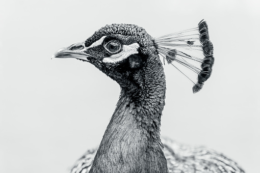 black and white portrait of a male peacock. peafowl headshot Portrait close-up