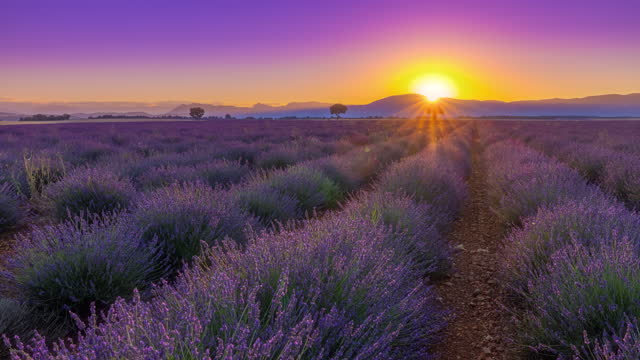 Time lapse sunrise over idyllic lavender field in summer countryside