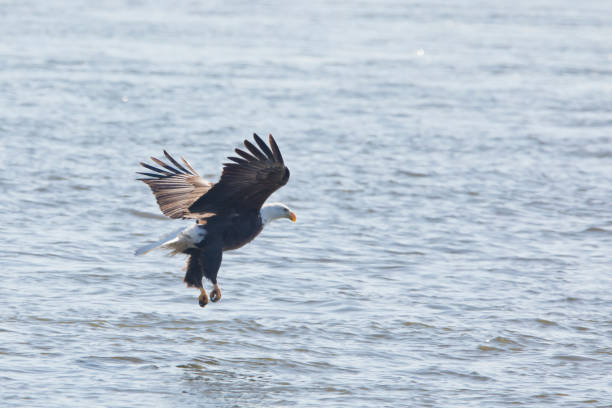 istock Bald eagle, Haliaeetus leucocephalus, fishing over the water 1465613222