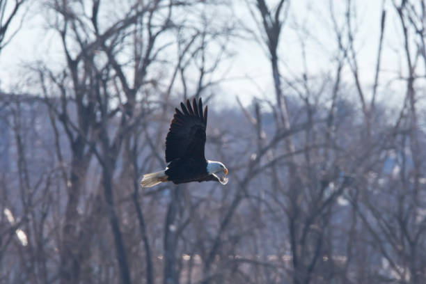 A bald eagle, Haliaeetus leucocephalus, flies with trees blurred in the background on a winter day in Davenport, Iowa.