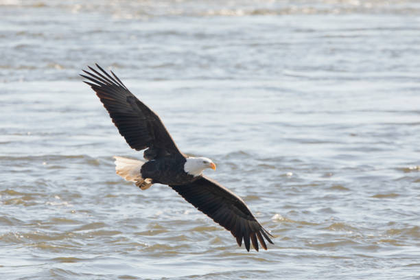 istock Bald eagle, Haliaeetus leucocephalus, flying over the water 1465613325