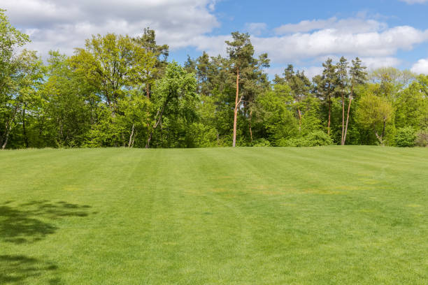 istock Big lawn with low grass on background of different trees 1465613716