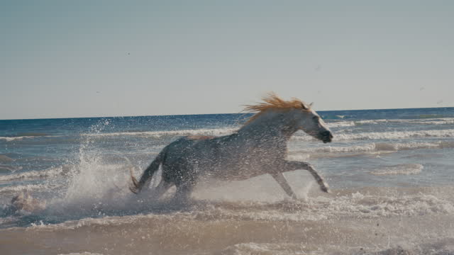 Slow motion white horses running and splashing in sunny ocean