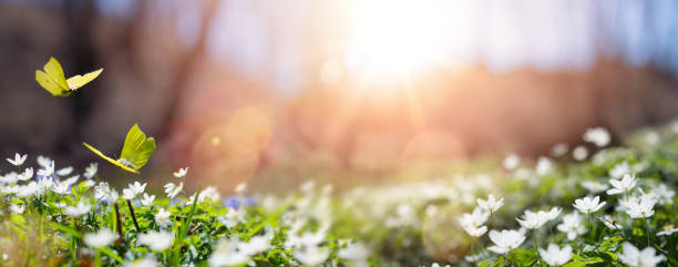 istock Easter spring background with forest meadow with white spring flowers and yellow butterflies on a sunny day. Easter morning 1465616016